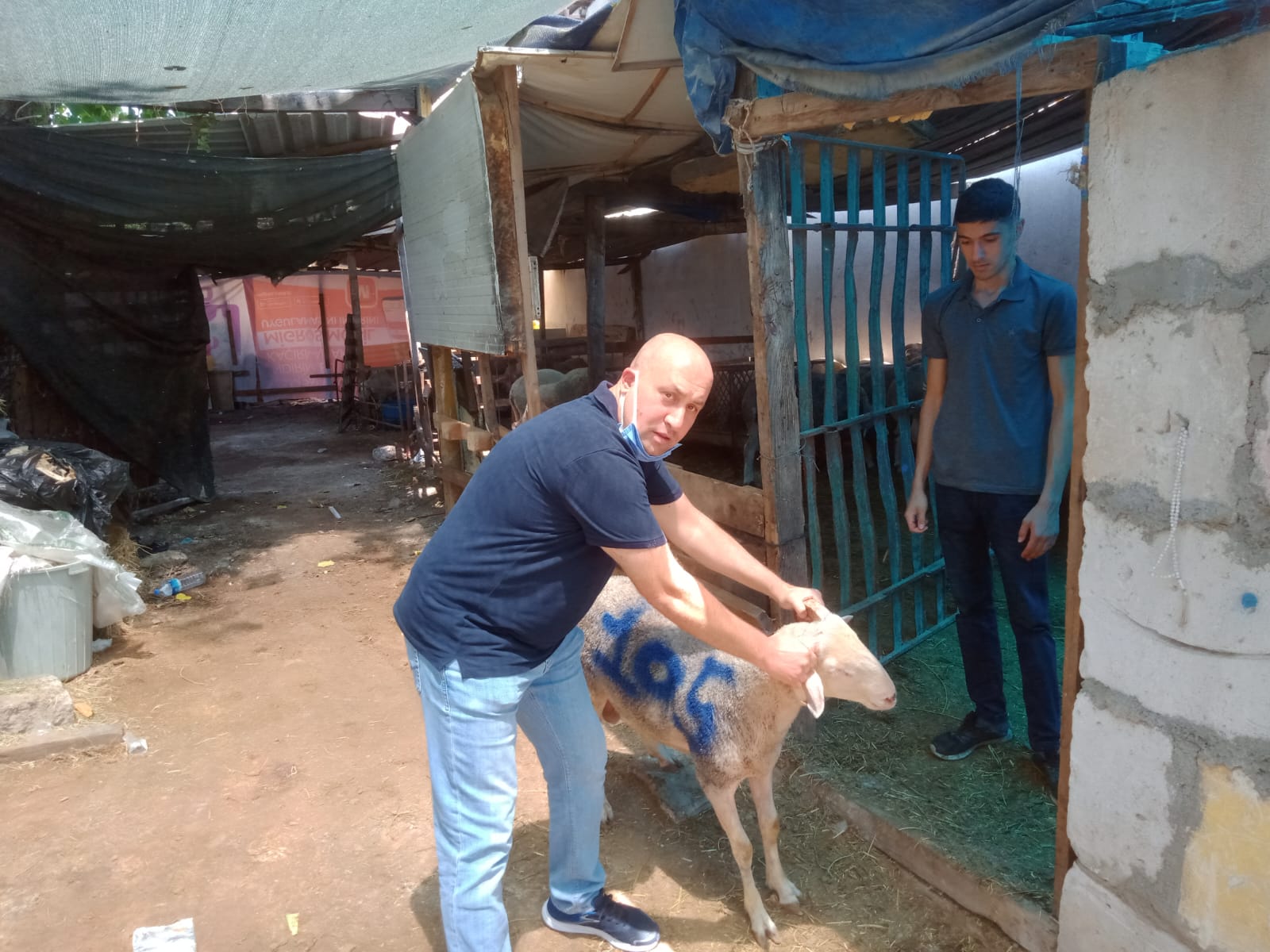 İzmir Adak Kurban Koç Satış