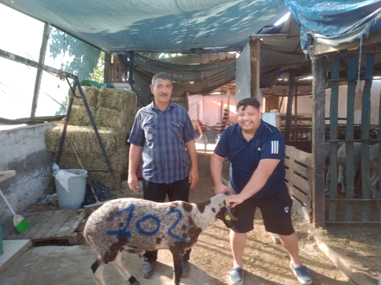 İzmir Adak Kurban Koç Satış