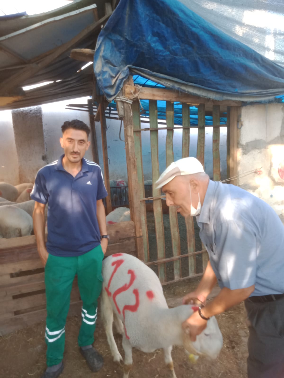 İzmir Adak Kurban Koç Satış