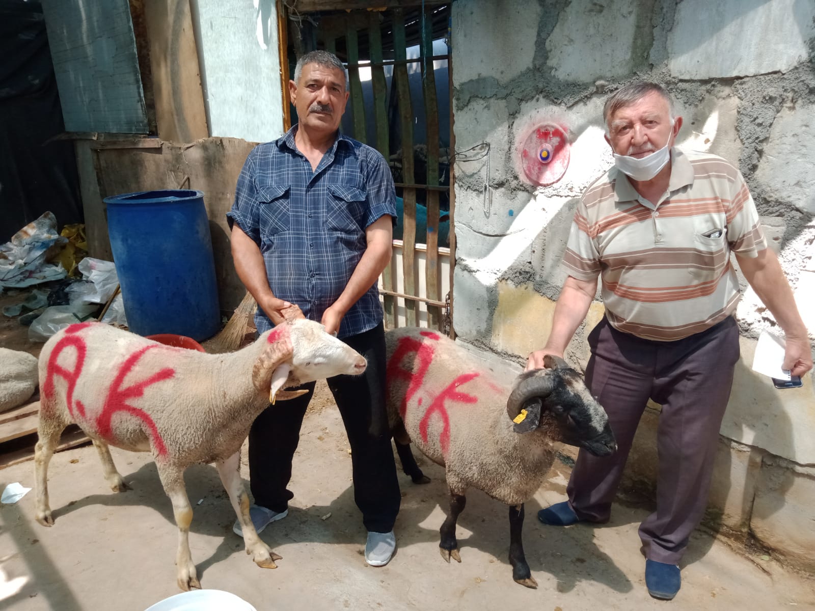 İzmir Adak Kurban Koç Satış