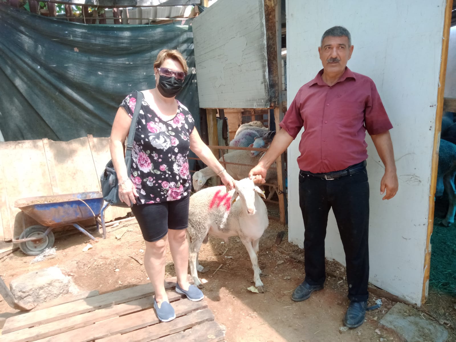 İzmir Adak Kurban Koç Satış