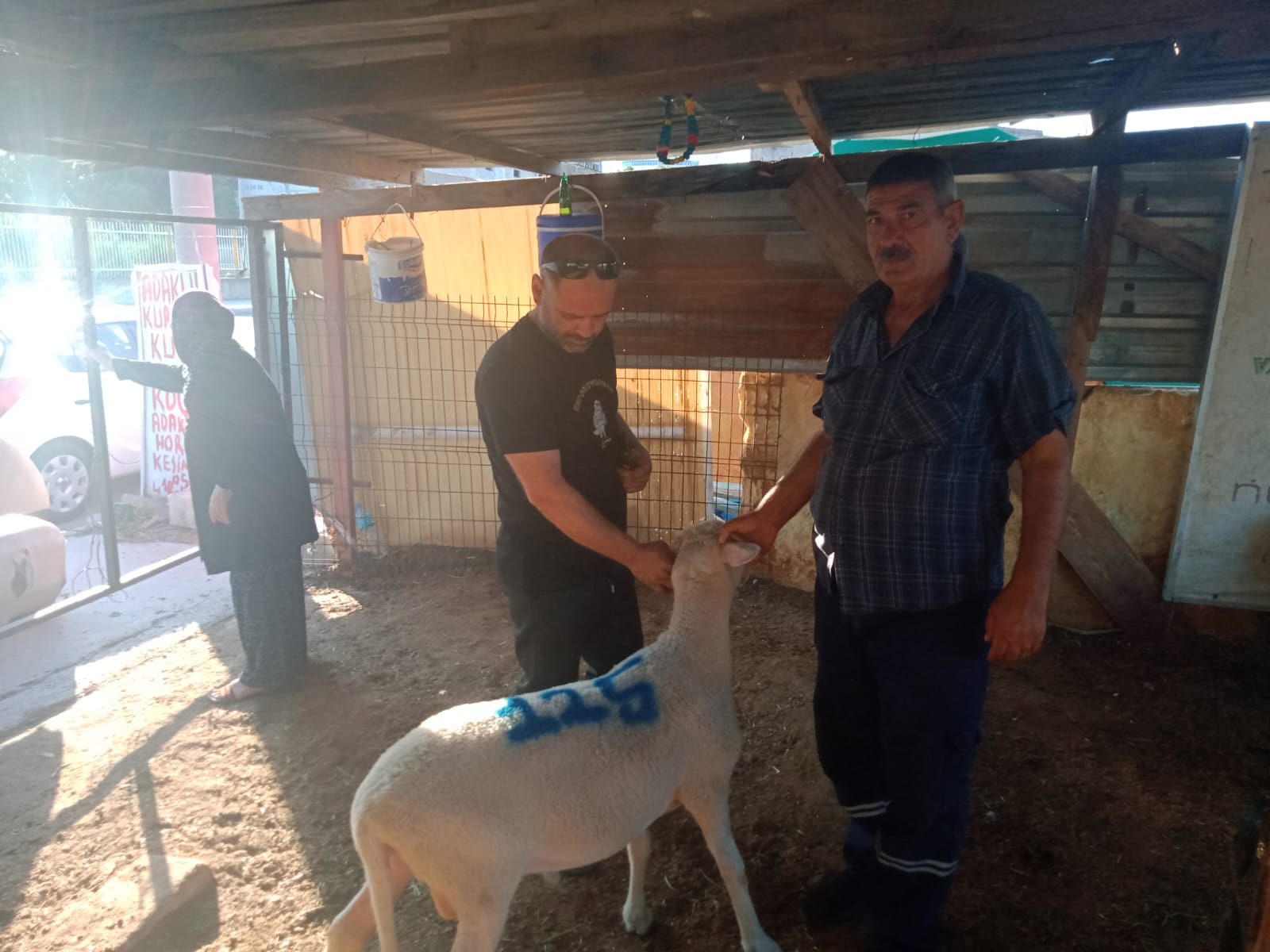 İzmir Adak Kurban Koç Satış