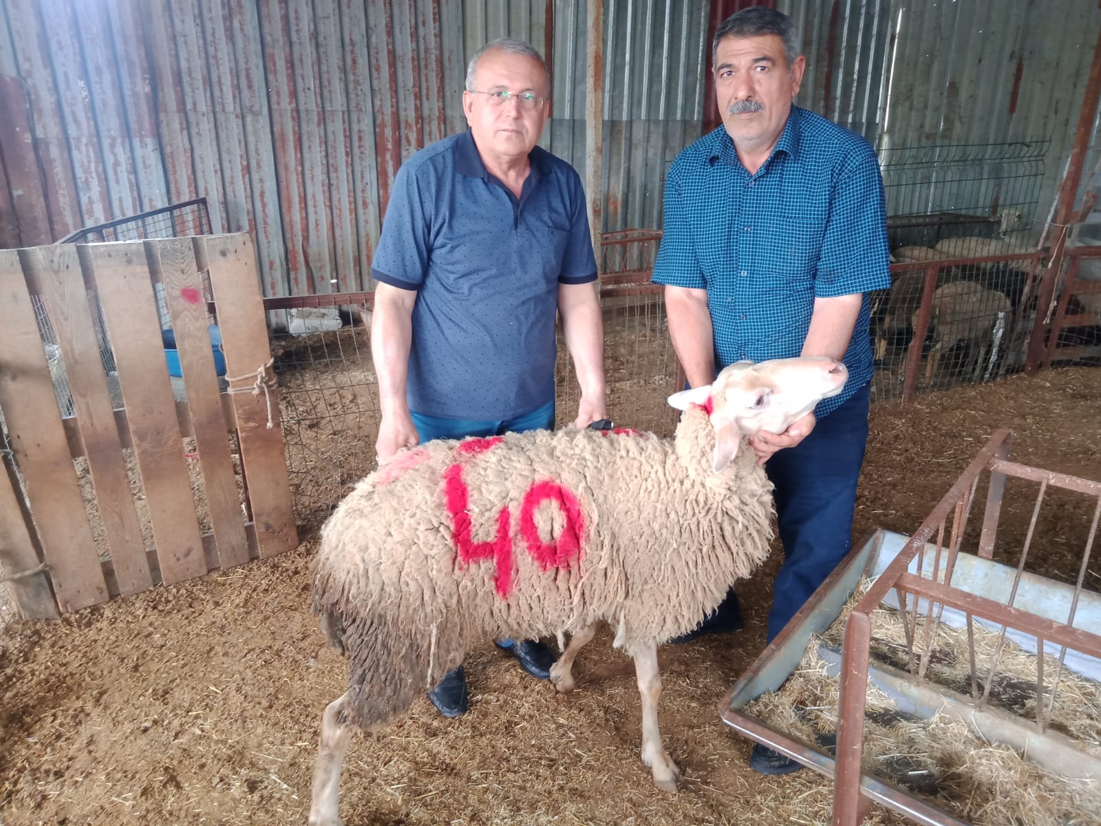 İzmir Adak Kurban Koç Satış