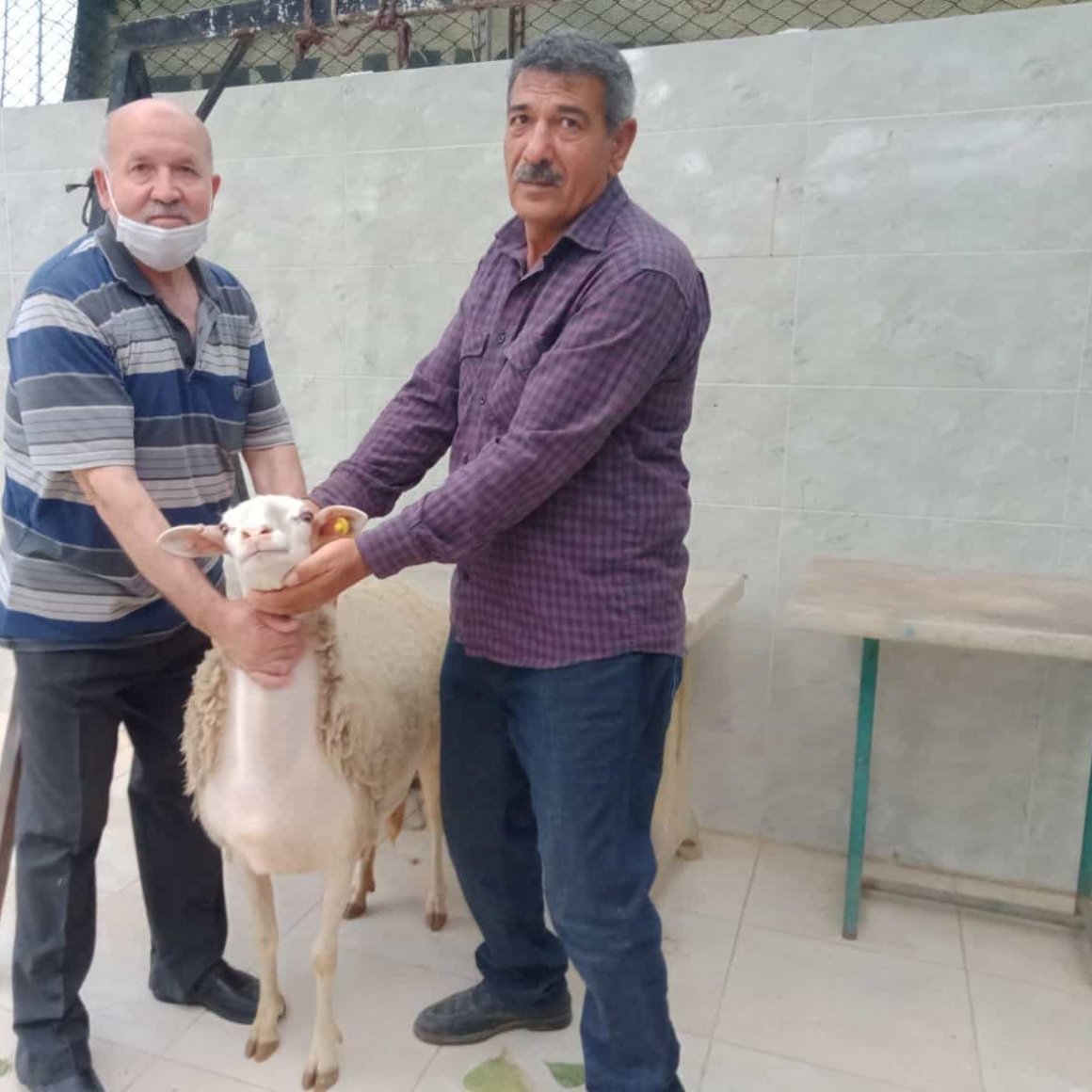 İzmir Adak Kurban Koç Satış