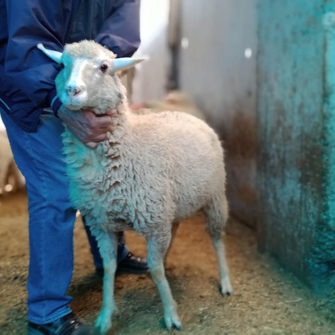 İzmir Adak Kurban Koç Satış