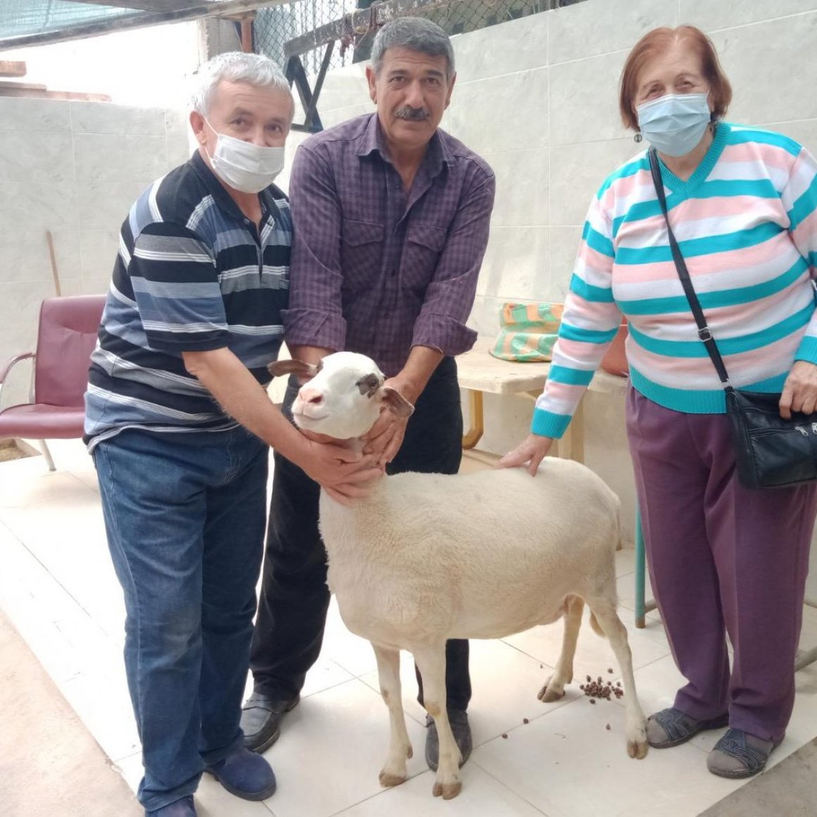 İzmir Adak Kurban Koç Satış