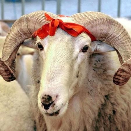 İzmir Adak Kurban Koç Satış