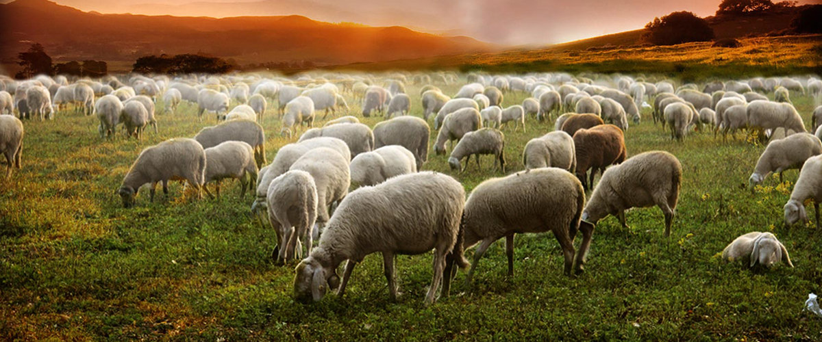 İzmir Kurbanlık Fiyatları