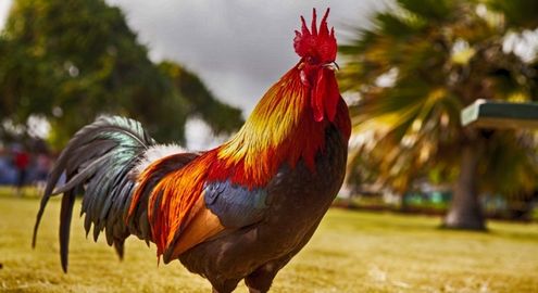 İzmir Adak Horoz Fiyatları