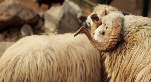 İzmir Kurbanlık Koç