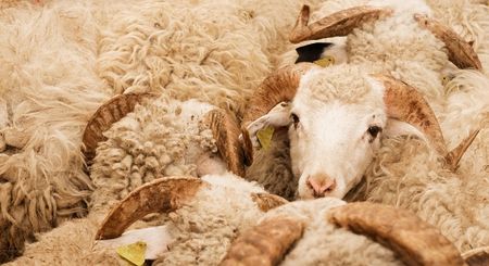 İzmir Kurbanlık Fiyatları